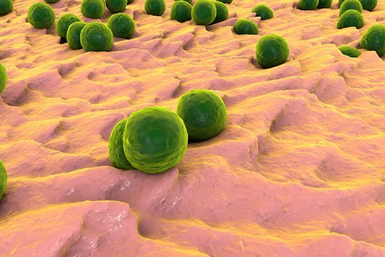 spherical-bacteria-khuan-cau.jpg